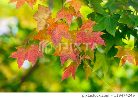 Autumn leaves (Yamahana River)_8802 119474249