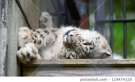 雪豹像貓一樣安靜地躺著 119474328