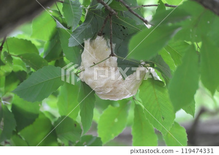 Forest tree frog eggs laid on a tree branch 119474331