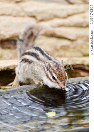 Shimarus drinking water 119474395