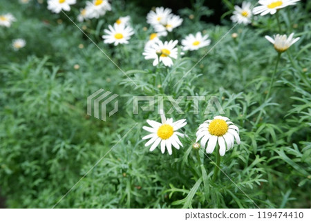 Chamomile 119474410