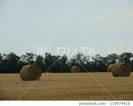 bags of dry straw scattered across a harvested agricultural field in the golden light of the sun, rolls of hay on a farmland as a beautiful natural country landscape bags of dry straw scattered across a harvested agricultural field in the golden light of the sun, rolls of hay on a farmland as a beautiful natural country landscape 119474418