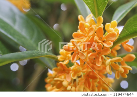 Orange kinmokusei flower Orange kinmokusei flower 119474644