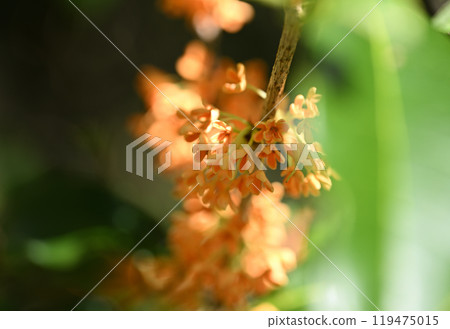 Kinmokusei flower 119475015