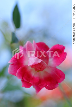 Red camellia flowers blooming in winter 119475022