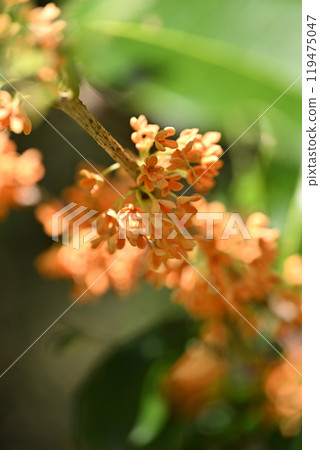 Kinmokusei flower 119475047