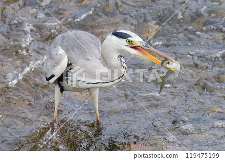 A heron catching a fish in the river A heron catching a fish in the river 119475199