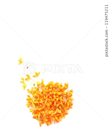 Kinmokusei可愛的小花 119475211