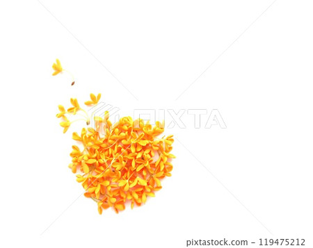 Kinmokusei可愛的小花 Kinmokusei可愛的小花 119475212