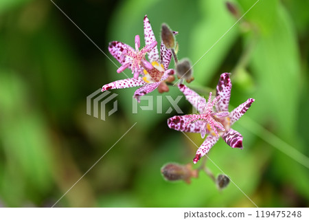Liliaceae Lesser cuckoo (Lamium edulis) 119475248