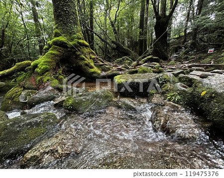 The Shiratani Unsuikyo Ravine on Yakushima is a lush nature park containing several ancient cedars, Yakushima is a World Heritage Site island located in Kagoshima Prefecture, Kyushu, Japan 119475376