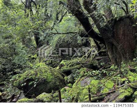 The Shiratani Unsuikyo Ravine on Yakushima is a lush nature park containing several ancient cedars, Yakushima is a World Heritage Site island located in Kagoshima Prefecture, Kyushu, Japan The Shiratani Unsuikyo Ravine on Yakushima is a lush nature park containing several ancient cedars, Yakushima is a World Heritage Site island located in Kagoshima Prefecture, Kyushu, Japan 119475385