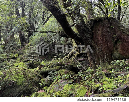 The Shiratani Unsuikyo Ravine on Yakushima is a lush nature park containing several ancient cedars, Yakushima is a World Heritage Site island located in Kagoshima Prefecture, Kyushu, Japan 119475386