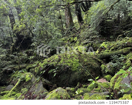 The Shiratani Unsuikyo Ravine on Yakushima is a lush nature park containing several ancient cedars, Yakushima is a World Heritage Site island located in Kagoshima Prefecture, Kyushu, Japan 119475387