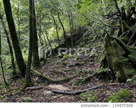 The Shiratani Unsuikyo Ravine on Yakushima is a lush nature park containing several ancient cedars, Yakushima is a World Heritage Site island located in Kagoshima Prefecture, Kyushu, Japan 119475388