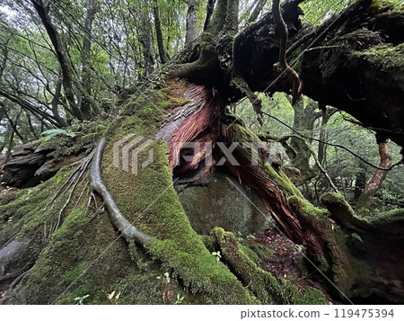 The Shiratani Unsuikyo Ravine on Yakushima is a lush nature park containing several ancient cedars, Yakushima is a World Heritage Site island located in Kagoshima Prefecture, Kyushu, Japan 119475394