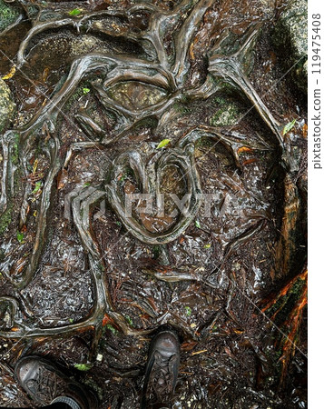 The Shiratani Unsuikyo Ravine on Yakushima is a lush nature park containing several ancient cedars, Yakushima is a World Heritage Site island located in Kagoshima Prefecture, Kyushu, Japan 119475408