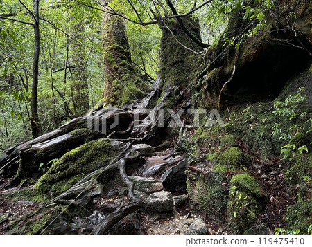 The Shiratani Unsuikyo Ravine on Yakushima is a lush nature park containing several ancient cedars, Yakushima is a World Heritage Site island located in Kagoshima Prefecture, Kyushu, Japan The Shiratani Unsuikyo Ravine on Yakushima is a lush nature park containing several ancient cedars, Yakushima is a World Heritage Site island located in Kagoshima Prefecture, Kyushu, Japan 119475410
