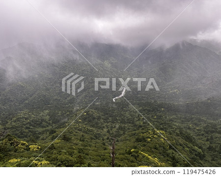 The Shiratani Unsuikyo Ravine on Yakushima is a lush nature park containing several ancient cedars, Yakushima is a World Heritage Site island located in Kagoshima Prefecture, Kyushu, Japan 119475426