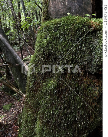 The Shiratani Unsuikyo Ravine on Yakushima is a lush nature park containing several ancient cedars, Yakushima is a World Heritage Site island located in Kagoshima Prefecture, Kyushu, Japan 119475453