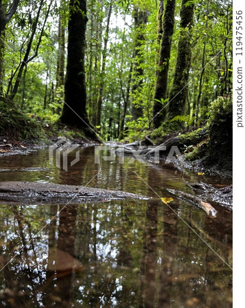 The Shiratani Unsuikyo Ravine on Yakushima is a lush nature park containing several ancient cedars, Yakushima is a World Heritage Site island located in Kagoshima Prefecture, Kyushu, Japan 119475456