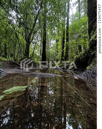 The Shiratani Unsuikyo Ravine on Yakushima is a lush nature park containing several ancient cedars, Yakushima is a World Heritage Site island located in Kagoshima Prefecture, Kyushu, Japan 119475457