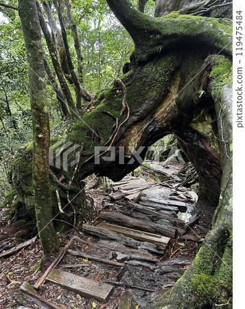 The Shiratani Unsuikyo Ravine on Yakushima is a lush nature park containing several ancient cedars, Yakushima is a World Heritage Site island located in Kagoshima Prefecture, Kyushu, Japan 119475484