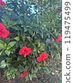 紅花	 119475499