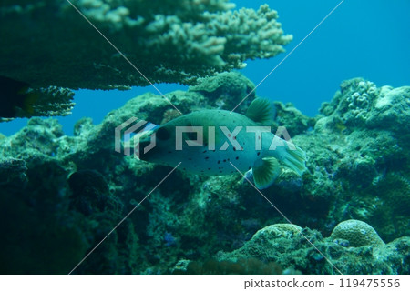 Amami Oshima is the largest island in the Satsunan island chain that runs between Kyushu and Okinawa and belongs to Kagoshima Prefecture. Amami Oshima is the largest island in the Satsunan island chain that runs between Kyushu and Okinawa and belongs to Kagoshima Prefecture. 119475556