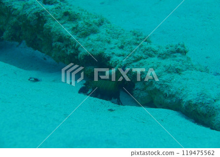 Amami Oshima is the largest island in the Satsunan island chain that runs between Kyushu and Okinawa and belongs to Kagoshima Prefecture. Amami Oshima is the largest island in the Satsunan island chain that runs between Kyushu and Okinawa and belongs to Kagoshima Prefecture. 119475562