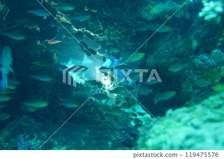 Amami Oshima is the largest island in the Satsunan island chain that runs between Kyushu and Okinawa and belongs to Kagoshima Prefecture. 119475576