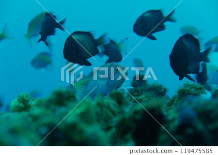 Amami Oshima is the largest island in the Satsunan island chain that runs between Kyushu and Okinawa and belongs to Kagoshima Prefecture. 119475585