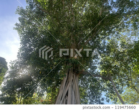 Mabul Island, the base for diving in Sipadan Island, Sabah state in Malaysia. Mabul Island, the base for diving in Sipadan Island, Sabah state in Malaysia. 119475660