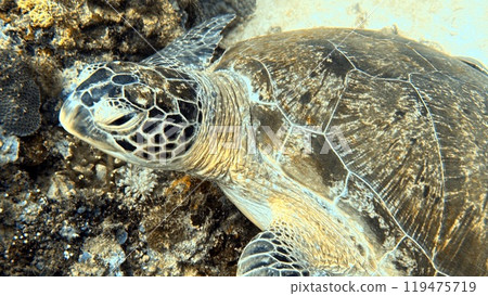 Mabul Island, the base for diving in Sipadan Island, Sabah state in Malaysia. Mabul Island, the base for diving in Sipadan Island, Sabah state in Malaysia. 119475719