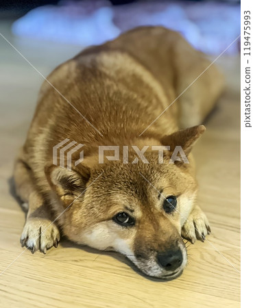 Cute red Shiba inu dog is sleeping on the bed in the bedroom Cute red Shiba inu dog is sleeping on the bed in the bedroom 119475993