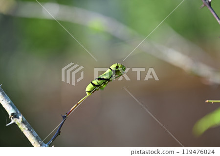Swallowtail butterfly larvae 119476024