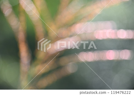Blurred silver grass ears Blurred silver grass ears 119476222