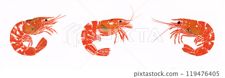 蝦的例證 119476405