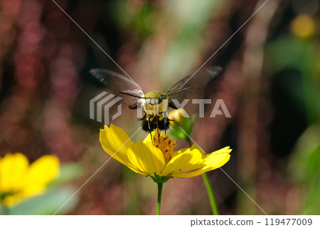 Kibana cosmos and okasiba Kibana cosmos and okasiba 119477009