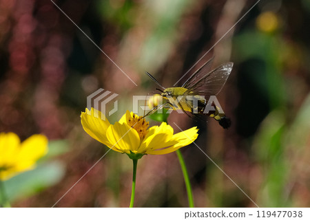 Kibana cosmos and okasiba 119477038