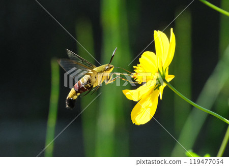 Pellucid hawk moth sucking nectar of Sulfur cosmos 119477054