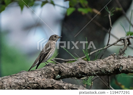 灰色條紋鶲 灰色條紋鶲 119477291