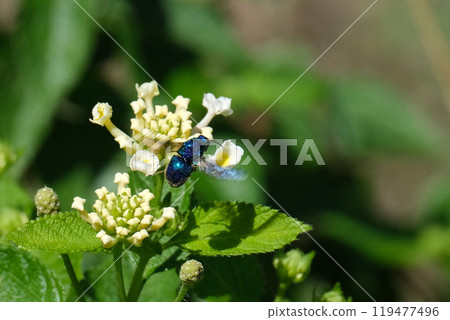 馬纓丹和巨蟬 119477496