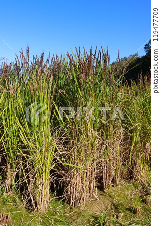 Ancient rice landscape with blue sky and black ears of rice Ancient rice landscape with blue sky and black ears of rice 119477709