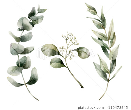 Eucalyptus Branches. Set of watercolor hand painted isolated floral illustrations with Silver Dollar, Seeded Eucalyptus for wedding invintations, Christmas winter design, botanical posters, prints Eucalyptus Branches. Set of watercolor hand painted isolated floral illustrations with Silver Dollar, Seeded Eucalyptus for wedding invintations, Christmas winter design, botanical posters, prints 119478245