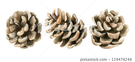 Pine cones. Set of pinecones. Forest plant. Watercolor hand painted isolated floral illustration for Christmas winter or autumn design, floral labels, botanical poster, prints, greeting card, wrapping Pine cones. Set of pinecones. Forest plant. Watercolor hand painted isolated floral illustration for Christmas winter or autumn design, floral labels, botanical poster, prints, greeting card, wrapping 119478248