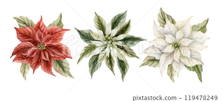 Poinsettia Flowers. Set of Traditional Christmas Winter Decoration Plants. Watercolor hand drawn isolated vintage floral illustration for Christmas winter design, cards, holiday prints, gift wrapping 119478249