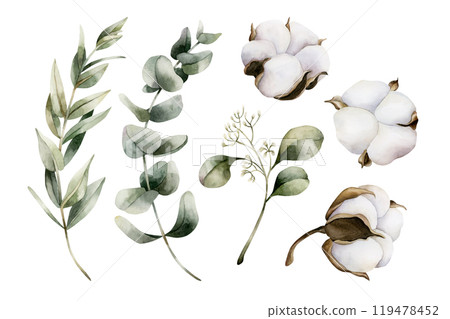 Eucalyptus Branches with cotton plants. Set of watercolor hand painted isolated floral illustrations with Silver Dollar, Seeded Eucalyptus and cotton for Christmas winter design, botanical posters 119478452