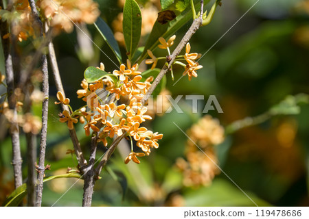 桂花秋花花材【東京】 桂花秋花花材【東京】 119478686
