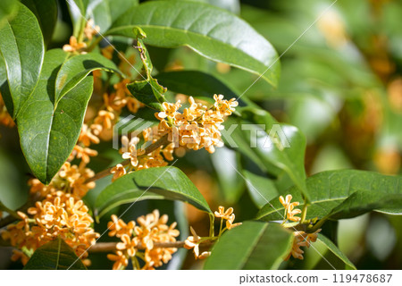 Osmanthus Autumn flowers Flower material [Tokyo] 119478687